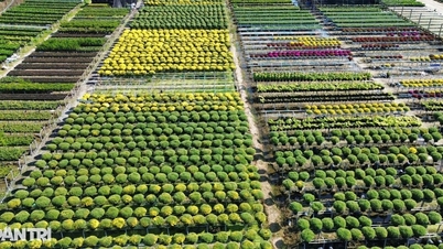 পশ্চিমে একটি ফুল ও শোভাময় উৎসব অনুষ্ঠিত হতে চলেছে যেখানে পাঁচ লক্ষ দর্শনার্থী আসবেন বলে আশা করা হচ্ছে।