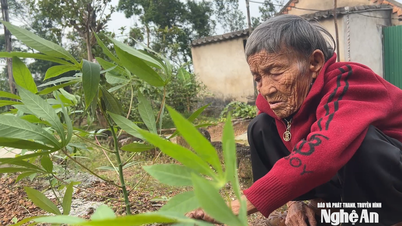 Nỗi đau của người mẹ già nghèo khó