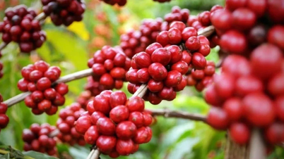 Οι τιμές του καφέ συνεχίζουν να μειώνονται απότομα κατά 1.700-1.900 VND/kg, οι τιμές της πιπεριάς αντιστρέφονται και αυξάνονται.