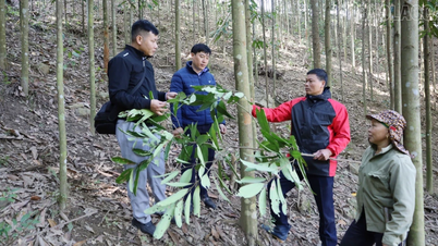Bao Ha: Využití hodnoty skořicových stromů k udržitelnému snižování chudoby