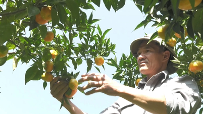 کسانوں کی مدد کے لیے سرگرمیوں کو متنوع بنائیں