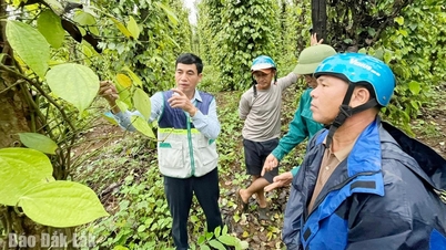 嵐や洪水後の生産回復に協力します。