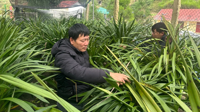 Menjaga bunga berbilion dolar - Petani bekerja keras setiap hari