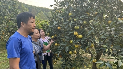 لم يعد في مقاطعة كوانج نينه أي أسر فقيرة وفقًا لمعايير الفقر المتعدد الأبعاد.