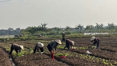 Petani di komune Khanh Nhac memberi tumpuan kepada pengeluaran tanaman musim sejuk