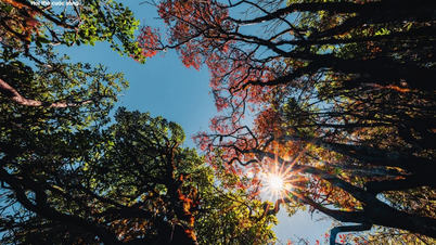 استمتع بمشاهدة Ky Quan San في موسم الأوراق الحمراء، والبحر الكثيف من السحب الذي يغطي قمم الجبال الشمالية الغربية