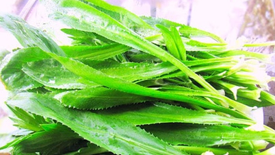 ¿Cuál es el efecto de las hojas de cilantro?
