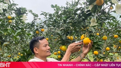 Produk OCOP meningkatkan merek produk pertanian Dong Loc