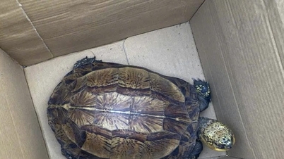 Rùa hộp trán vàng quý hiếm được tái thả về môi trường tự nhiên Pù Huống