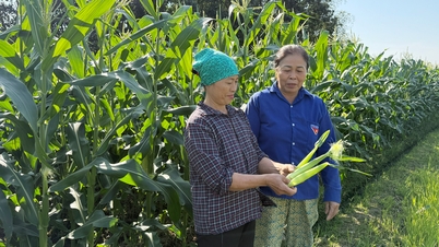 Ngoc Thien kommun utökar högkvalitativt jordbruksproduktionsområde
