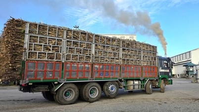 Fabrica de zahăr An Khe intră în noul sezon de zdrobire