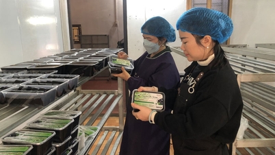 Cao Bang: Dong Khe-kommunen stöder kvinnors lån av nästan 28 miljarder VND för ekonomisk utveckling