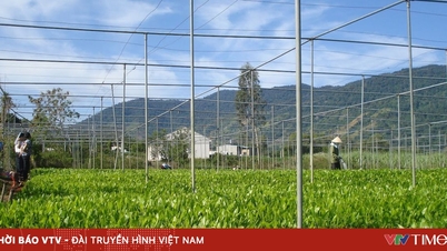 Vietnams Landwirtschaft peilt fest ein Wachstum von 4 % an.