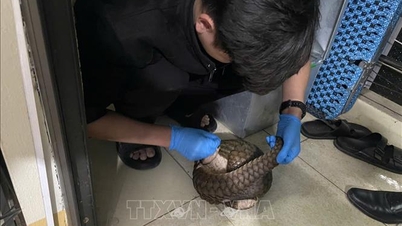 O Parque Nacional de Cuc Phuong resgata com urgência 12 pangolins de Java.