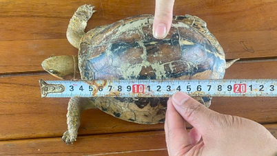 Una tortuga rara se arrastró hasta el jardín, la gente informó inmediatamente al barrio.