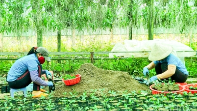 ঔষধি উদ্ভিদ চাষের মডেল: প্রচুর সম্ভাবনা সহ সবুজ অর্থনীতি