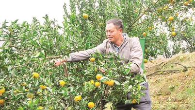 ムオンクオンランドのミカンの繁茂の季節