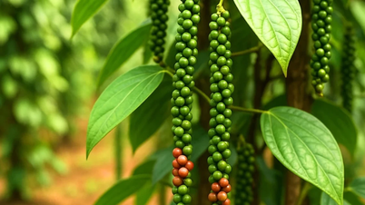 Preço da pimenta hoje, 6 de dezembro de 2025: Abaixo de 150.000 VND