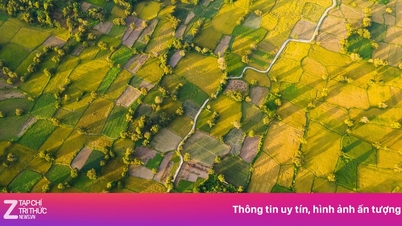 ফসল কাটার মৌসুমে 'সোনালি' করা গিয়াং ধানক্ষেত