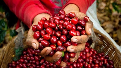 أسعار القهوة اليوم 6 ديسمبر: انخفاض الأسعار مع ضعف الريال البرازيلي، وانخفاض الروبوستا إلى أدنى مستوياته في أسبوعين