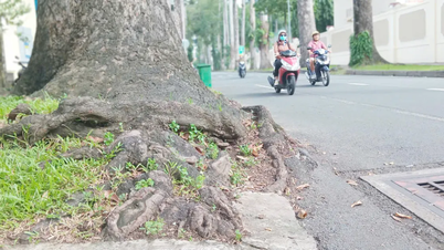 Drzewa miejskie są uciskane.