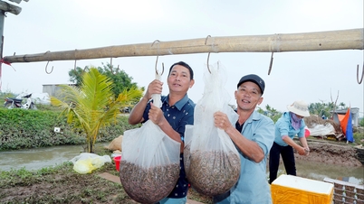 Rộn ràng mùa rươi Vĩnh Thuận