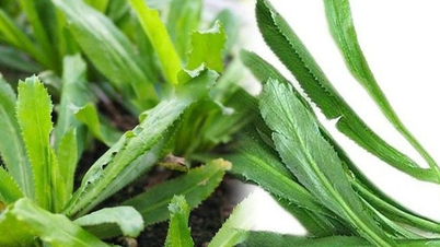 Kişnişten elde edilen faydalı ilaçlar