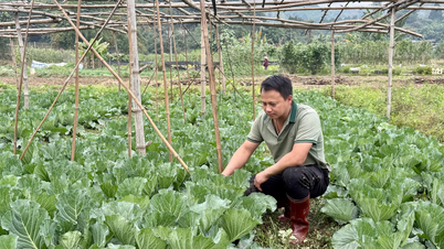 Bat Xat steigert die Rolle von Winterkulturen in der landwirtschaftlichen Produktion