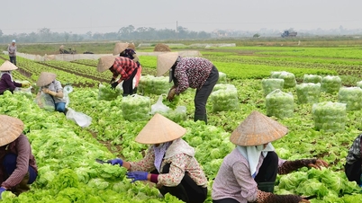 Nieuwe veerkracht op het platteland gezien vanuit collectieve economische modellen