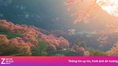 ป่าซากุระอันงดงามในซาปา