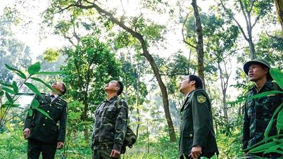 Stille beskyttelse av Tan Trao-skogen