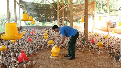 Gli agricoltori si preparano per la stagione del Capodanno lunare.