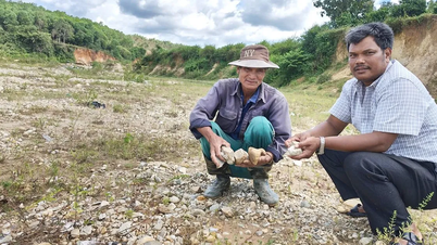 دریا نے چاول کے کھیتوں کو "نگل" لیا، لوگ اپنی روزی روٹی کھونے کی فکر میں