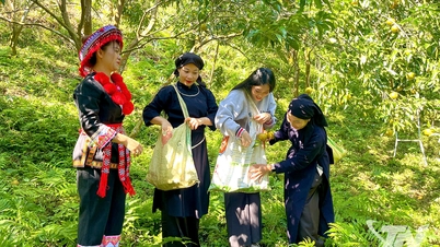 Бах Тонг — Сезон спелых мандаринов