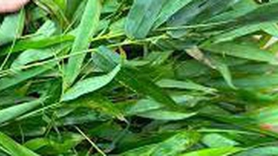 5 جڑی بوٹیاں جو جسم کو کولیجن کی پیداوار بڑھانے کے لیے متحرک کرتی ہیں۔