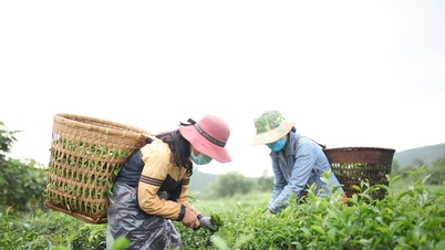 Let the fragrance of Lam Dong tea spread far and wide