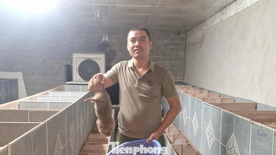 Розведення бамбукових щурів – новий напрямок, який допоможе фермерам Нге Ан стійко подолати бідність