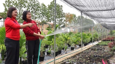 티치장 꽃과 관상식물 마을 축제를 경험하게 되어 기쁩니다.