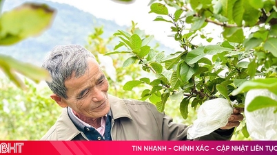 تھاچ ہا میں تقریباً 40 گھرانوں نے تھانہ ہو میں امرود کے ناشپاتی اگانے کے ماڈل کا دورہ کیا