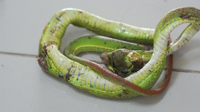Un homme a subi un choc anaphylactique potentiellement mortel après avoir appliqué un médicament pour « extraire le venin » d'une morsure de serpent.