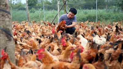 ទិសដៅថ្មីពីគំរូកសិដ្ឋានចិញ្ចឹមមាន់