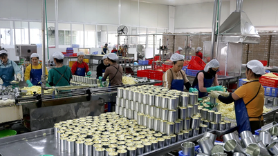 Primer plano de la línea de procesamiento de piña en Ban Lau