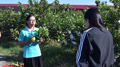 हाई फोंग में सहकारी समितियों ने लाइवस्ट्रीम का लाभ उठाया, कृषि उत्पाद का मूल्य बढ़ाया