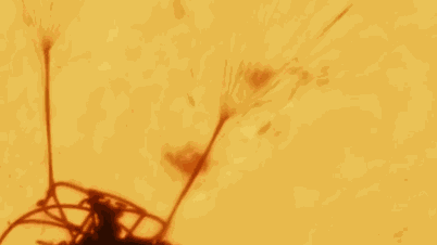 The secret behind the photo of a man parachuting in front of the sun