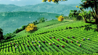 ເປີດ​ຊ່ອງ​ທາງ​ພັດ​ທະ​ນາ​ແບບ​ຍືນ​ຍົງ​ໃຫ້​ຊາ​ຫວຽດ​ນາມ