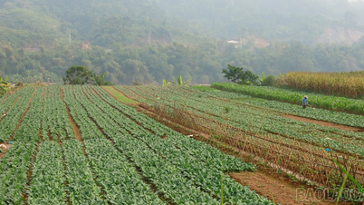 Expectations for winter crop production in Bao Thang commune