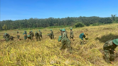 La producción de arroz de invierno y primavera del país alcanzó más de 8 millones de toneladas.