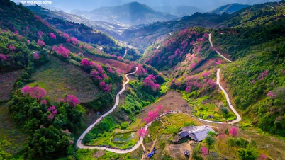 Hustá růžová barva květů pokrývá hory a lesy Mu Cang Chai uprostřed zimy.