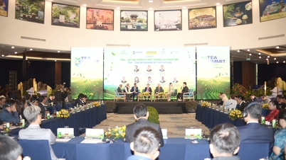 Membuka arah pengembangan baru bagi industri teh Vietnam