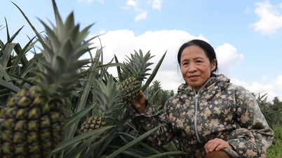 Pineapple trees open a sustainable way out of poverty in arid hills
